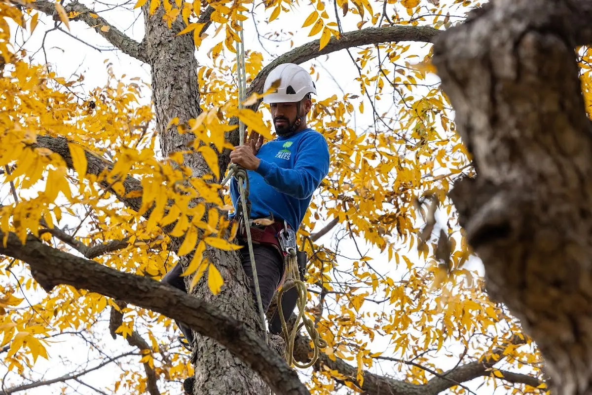 Skilled Tree Transplanting crew working in Clarksburg
